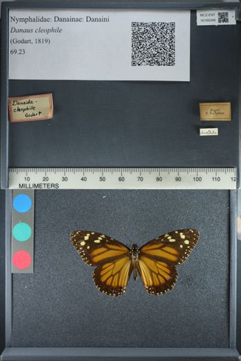 Media type: image;   Entomology 165349